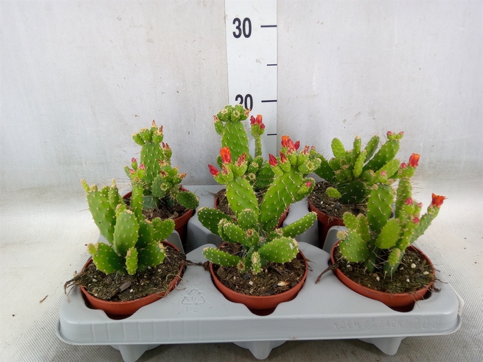 <h4>Opuntia</h4>