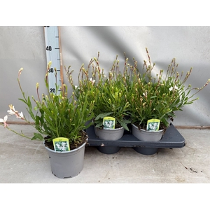 Gaura lindheimeri 'Belleza White'