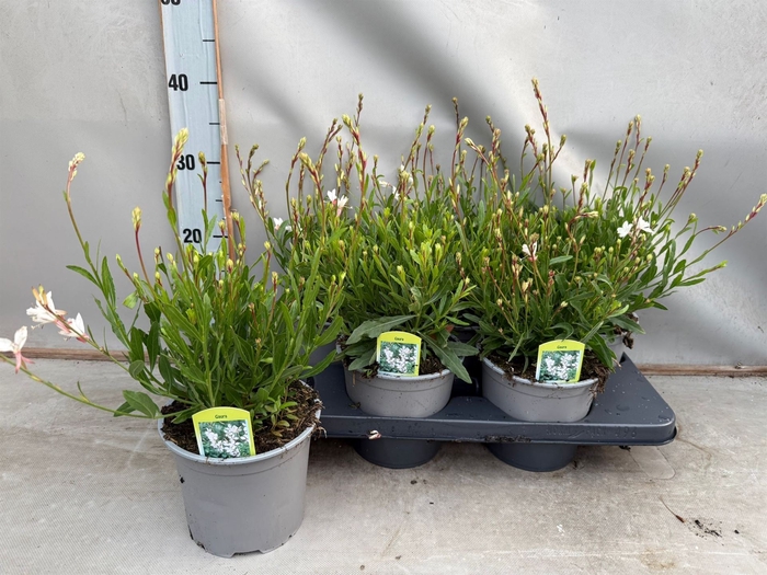 <h4>Gaura lindheimeri 'Belleza White'</h4>