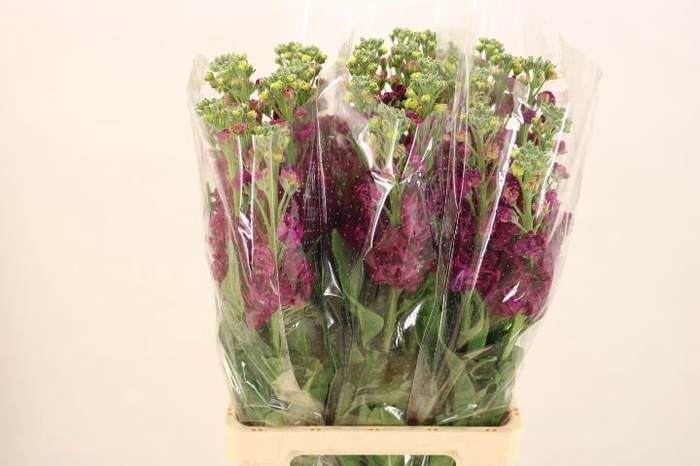 <h4>MATTH IRON ROSE</h4>