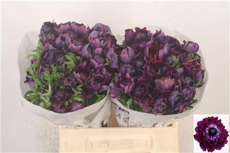 <h4>Anemone Levante Wine</h4>