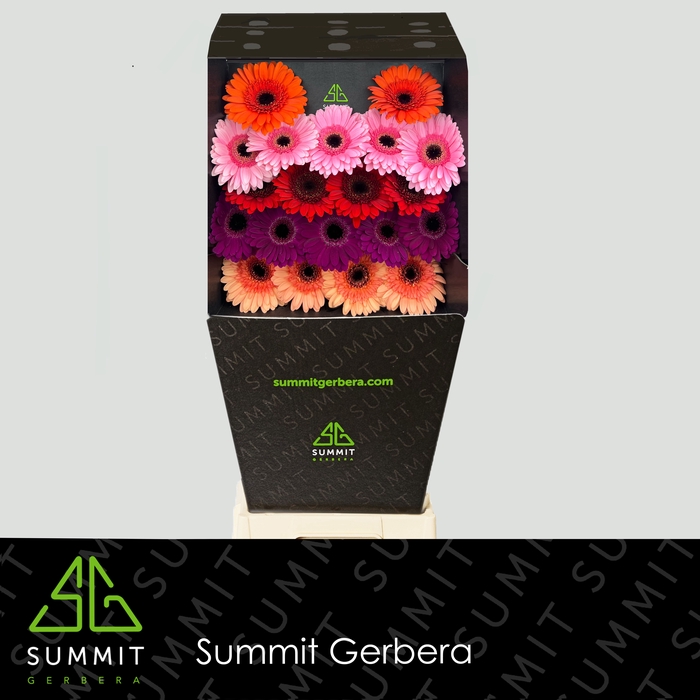 <h4>Germini Mix 3 kleuren Diamond</h4>