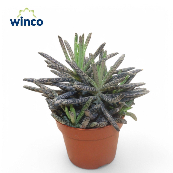 <h4>Kalanchoe Tubiflora</h4>