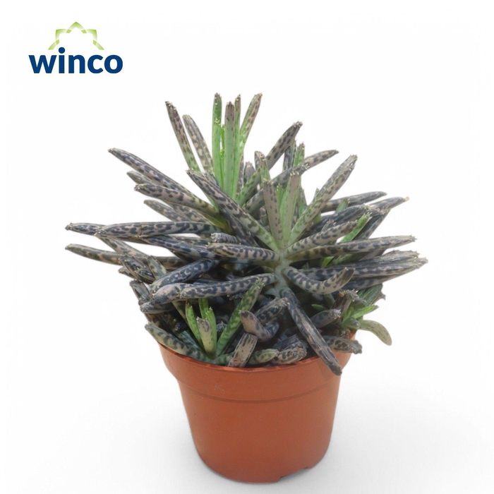 <h4>Kalanchoe Tubiflora</h4>