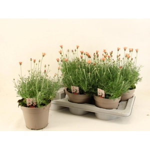 RHODAN H ZAGORA ORAN