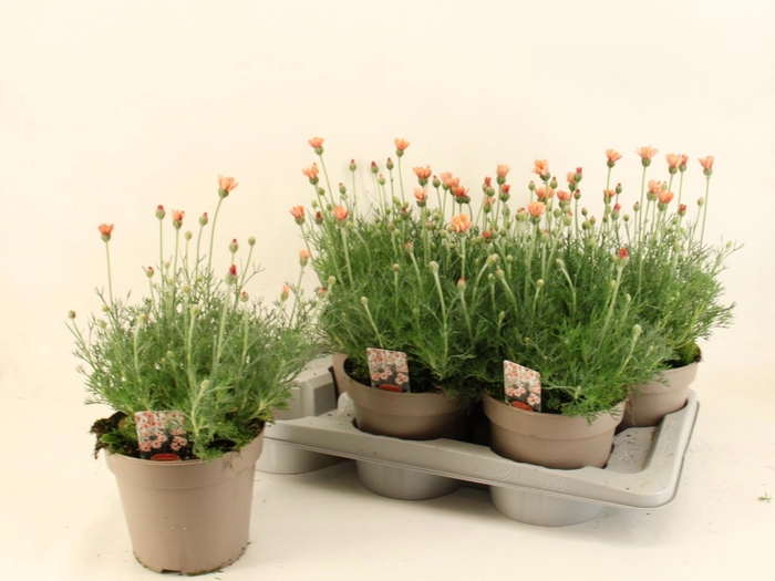 <h4>RHODAN H ZAGORA ORAN</h4>