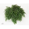 Davallia teyermannii