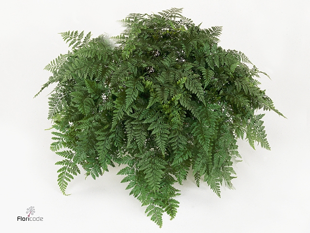 Davallia teyermannii