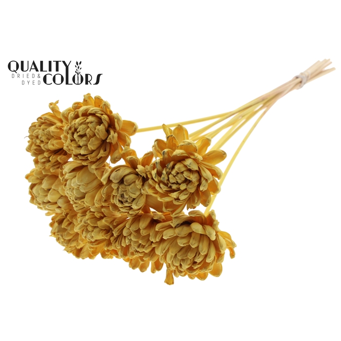<h4>Shola New Beauty Rose Ø8cm on stem Yellow</h4>