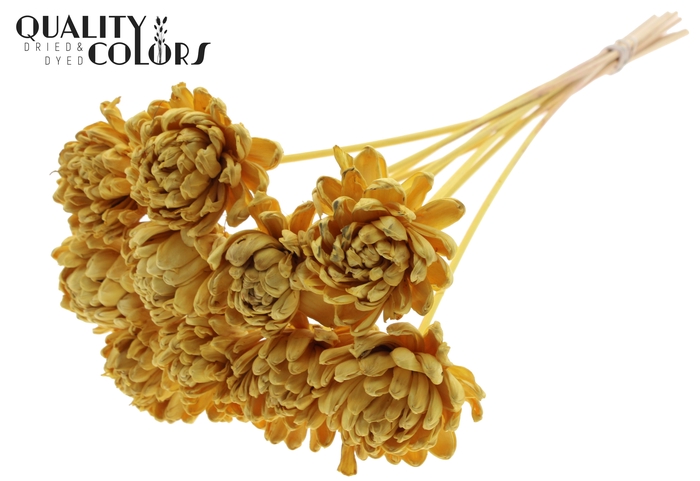 Shola New Beauty Rose Ø8cm on stem Yellow