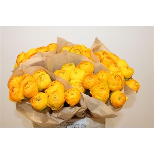 Ran Cloni Ex Sunrise