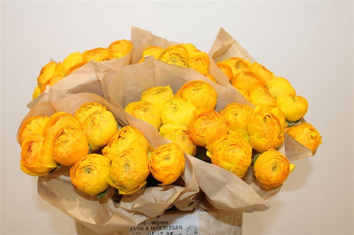 <h4>Ran Cloni Ex Sunrise</h4>