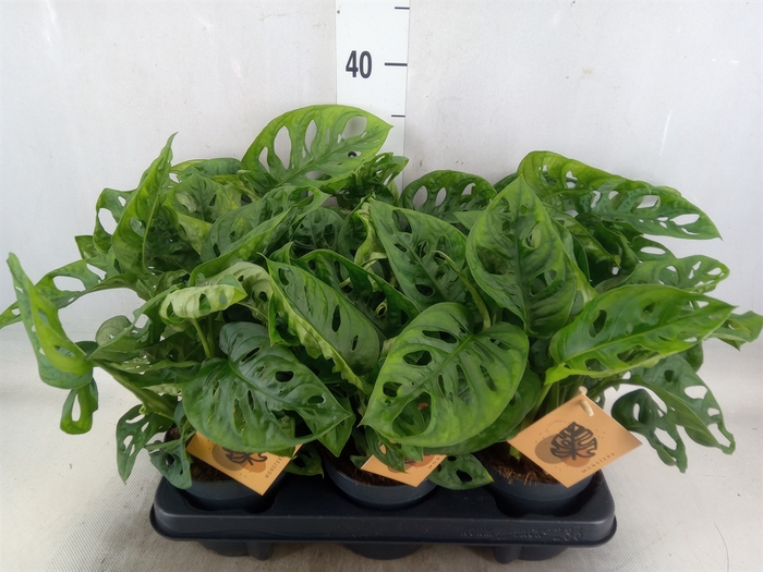 <h4>Monstera obliqua 'Monkey Mask'</h4>
