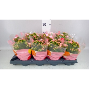 KALANCHOE  'ROSEFLOW JEMMA'