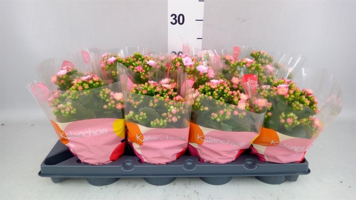 <h4>KALANCHOE  'ROSEFLOW JEMMA'</h4>