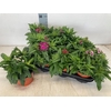 Dianthus B Ba Gem
