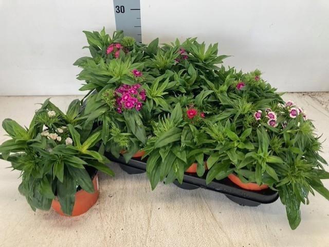 Dianthus B Ba Gem