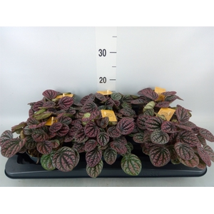 Peperomia