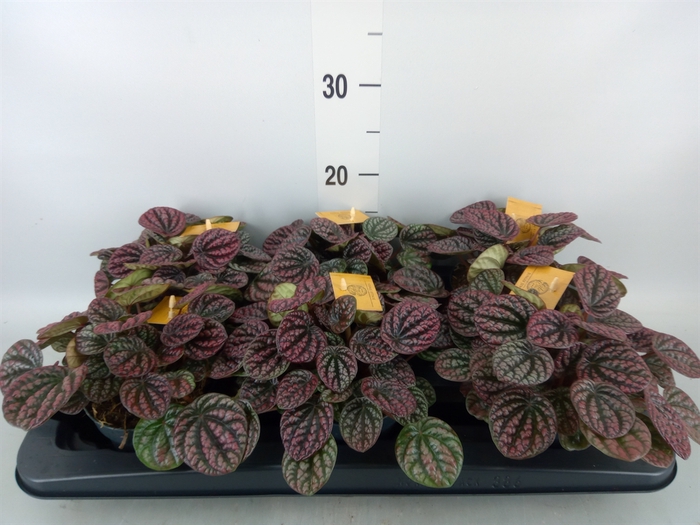 <h4>Peperomia</h4>