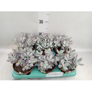 Cotyledon orbic. 'Picco Coins'