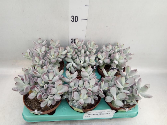 <h4>Cotyledon orbic. 'Picco Coins'</h4>