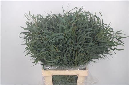 <h4>Euc Nicholii Per Bunch 300 Gram Ext</h4>