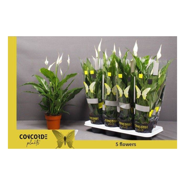 <h4>Spathiphyllum Sweet Chico 13Ø 55cm 5fl</h4>