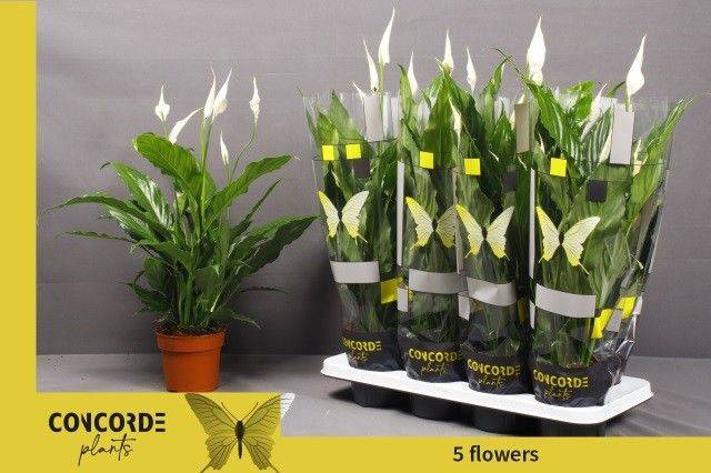 Spathiphyllum Sweet Chico 13Ø 55cm 5fl