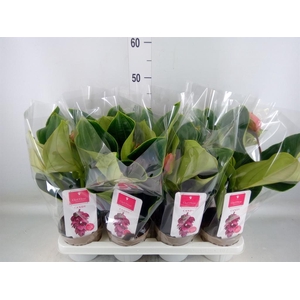 Medinilla magn. 'Candy'