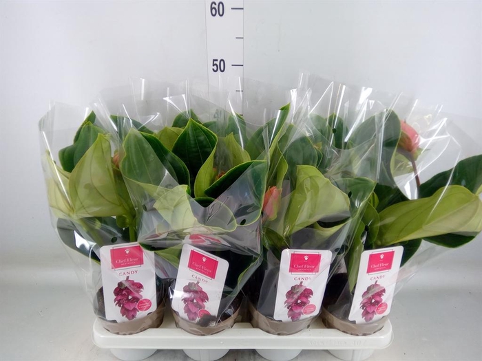 <h4>Medinilla magn. 'Candy'</h4>