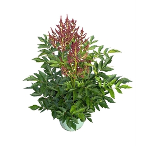 Astilbe Younique Cerise