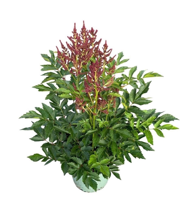 <h4>Astilbe Younique Cerise</h4>