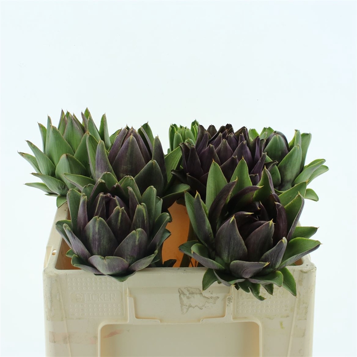 <h4>Cynara Scolymus Big</h4>