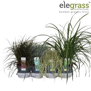Grassen mix tray - Elegrass Hardy and Evergreen P14