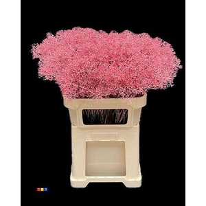 Gyps Million Star Pink