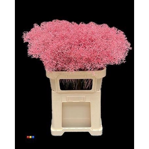 Gyps Million Star Pink