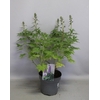 vaste planten 19 cm  Delphinium Delgenius ™ Chantay