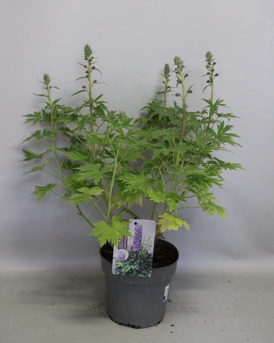 vaste planten 19 cm  Delphinium Delgenius ™ Chantay
