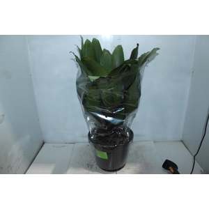 BROMELIA IMPERIAL P27 VERDE/VERMELHO