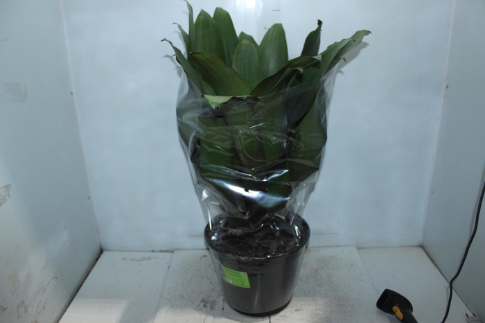 <h4>BROMELIA IMPERIAL P27 VERDE/VERMELHO</h4>