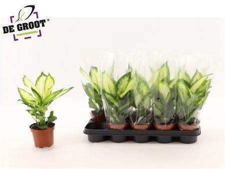 <h4>Dieff Camilla</h4>