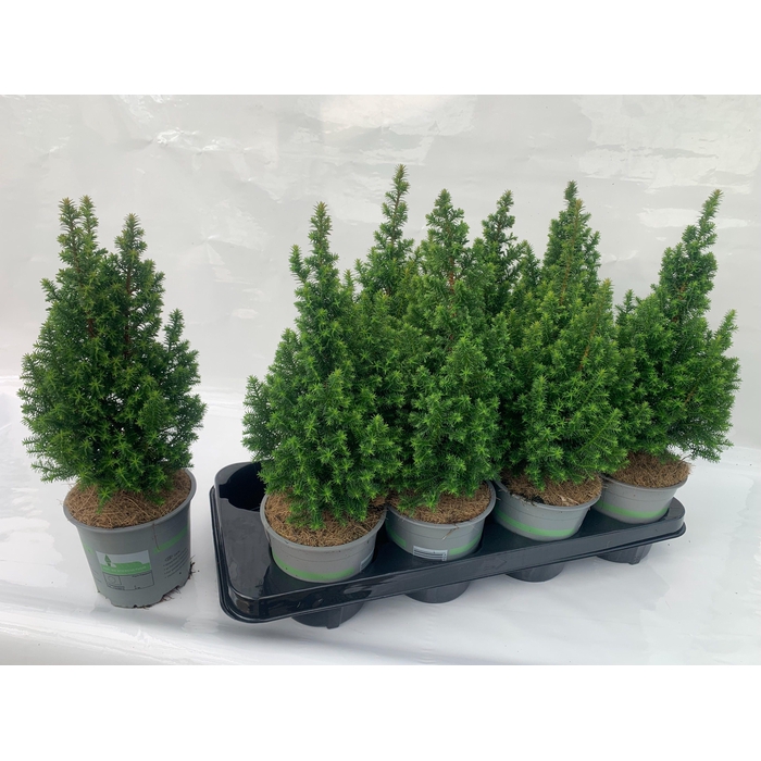 <h4>Cham. thyo. Top Point</h4>