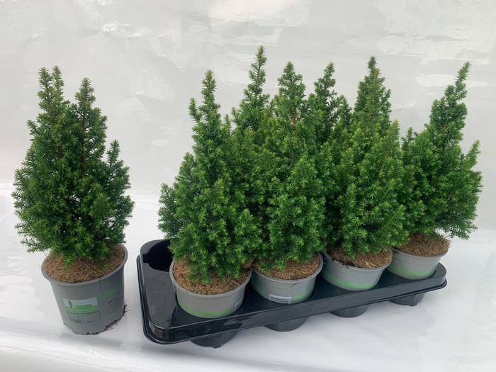 Cham. thyo. Top Point