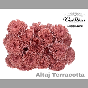CHR T ALTAJ TERRACOTTA