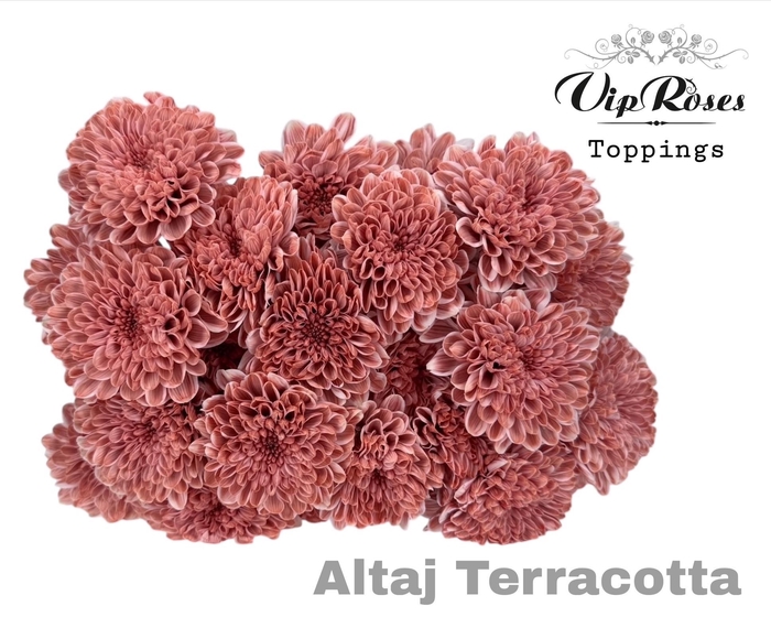 <h4>CHR T ALTAJ TERRACOTTA</h4>