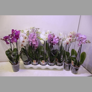 Phal Gem