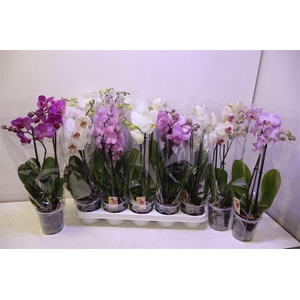 Phal Gem