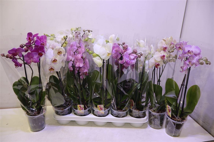 <h4>Phal Gem</h4>