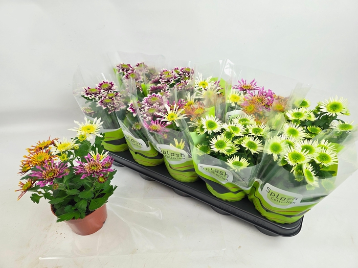 <h4>CHRYS SPLASH GEM</h4>