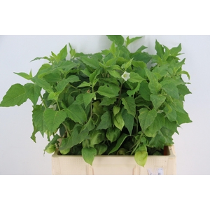 PHYSALIS LAMPION GREEN PER STEM